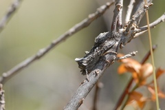 Syngrapha interrogationis