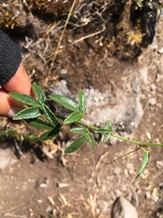 Passiflora gracilens