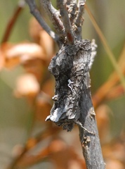 Syngrapha interrogationis