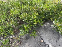 Pyracantha crenulata