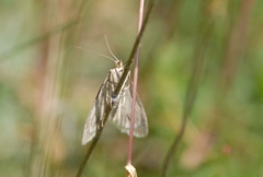 Udea austriacalis