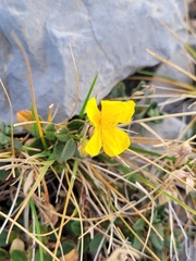 Helianthemum