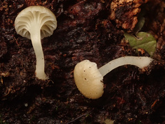 Chrysomphalina grossula