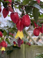 Callianthe megapotamica