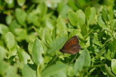 Erebia euryale
