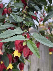 Callianthe megapotamica