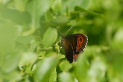 Erebia euryale