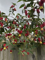 Callianthe megapotamica