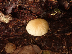 Chrysomphalina grossula