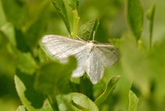 Scopula ternata