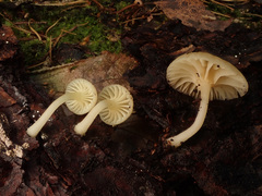 Chrysomphalina grossula