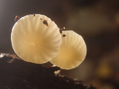 Chrysomphalina grossula