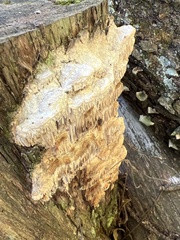 Subantrodia juniperina