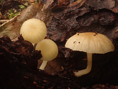 Chrysomphalina grossula