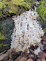 Hericium coralloides