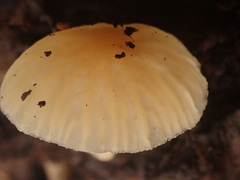 Chrysomphalina grossula
