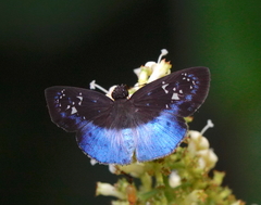 Pythonides grandis