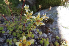 Saxifraga bryoides