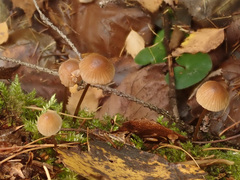 Mycena metata