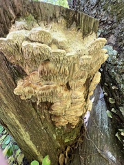 Subantrodia juniperina