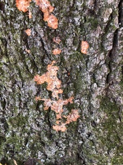 Phlebia radiata