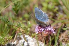 Polyommatus bellargus