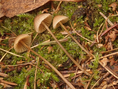 Mycena metata