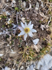 Pulsatilla