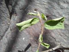 Grewia flavescens