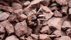 Aelurillus v-insignitus