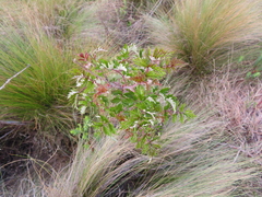 Rubus ludwigii