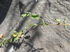 Grewia flavescens