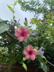 Allamanda blanchetii