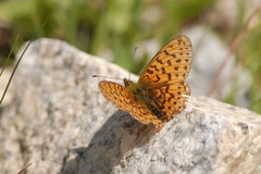 Boloria euphrosyne