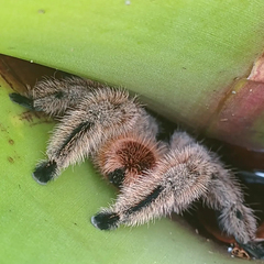 Pachistopelma rufonigrum