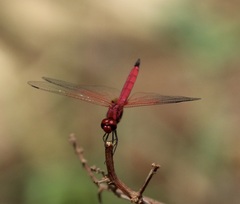 Trithemis persephone