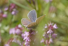 Plebejus idas