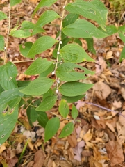 Lithospermum latifolium