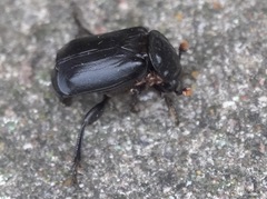 Nicrophorus humator