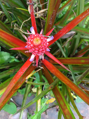 Ananas comosus erectifolius