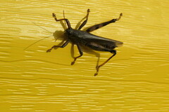 Melanoplus differentialis