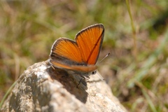 Lycaena hippothoe