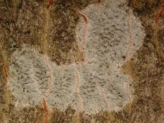 Lecanora carpinea