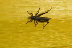 Melanoplus differentialis