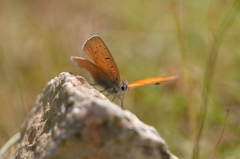 Lycaena hippothoe