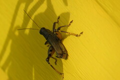 Melanoplus differentialis