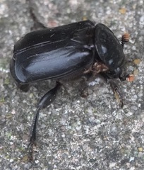 Nicrophorus humator
