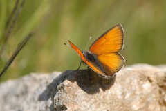 Lycaena hippothoe