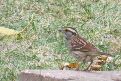 Zonotrichia albicollis