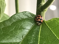 Cheilomenes lunata